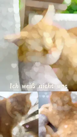 Cutecats