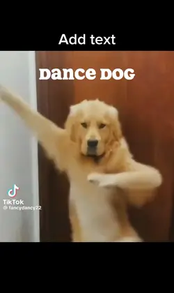 Dance dog