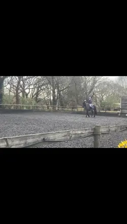 Horse walk>>>