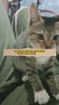 Pesona Kucing Mijet
