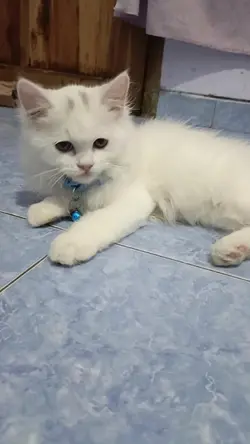 sound kucing