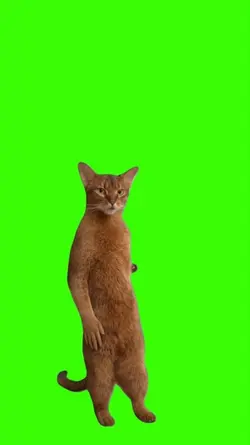 Cat/Gato