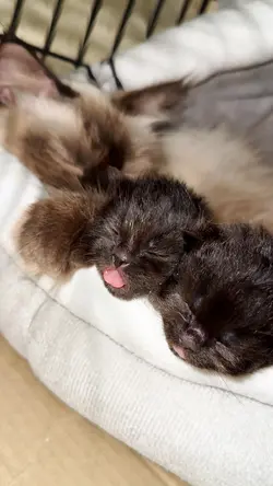 Kitten