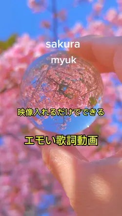 sakura/myuk　