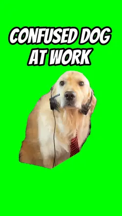 Confused dog 