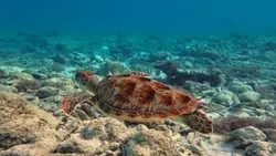 Sea turtle 