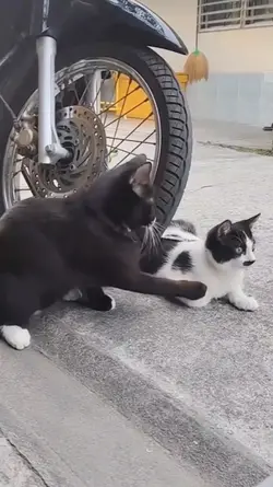 Kucing Pintar