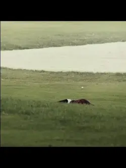 Happy Gilmore 2