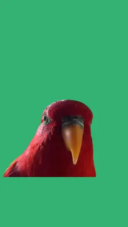 laughing parrot 