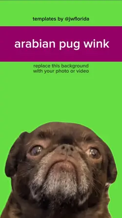 arabian pug wink