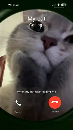 My cat calling meme