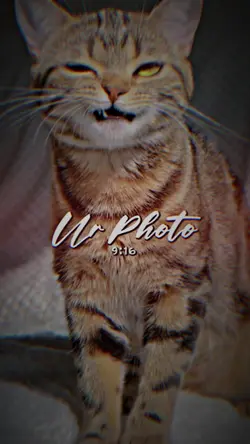 เพลงบาร์ซิล 2รูป