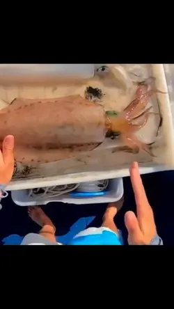 Squid turned white