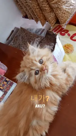 Korea 