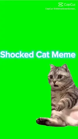  Shocked Cat Meme 