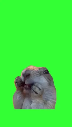 memes fond vert