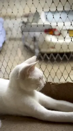 Cat videos 