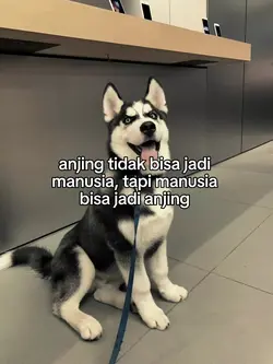 anjing tidak bisa 