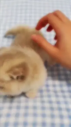 kedi fancam