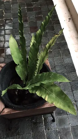 filter dark vlog 