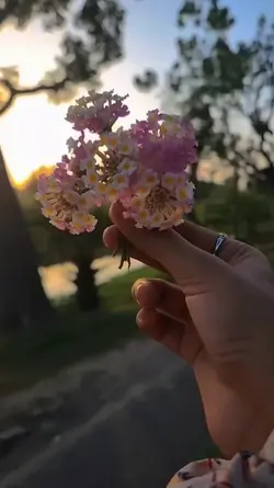 hindi song