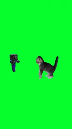 steve vs cat