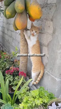 paman dari mana?