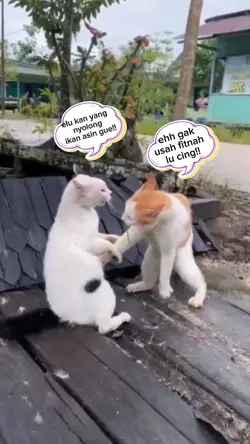 kucing berantem fyp