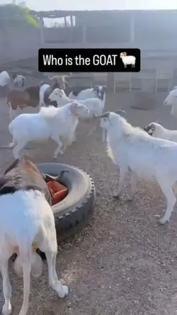 sheep