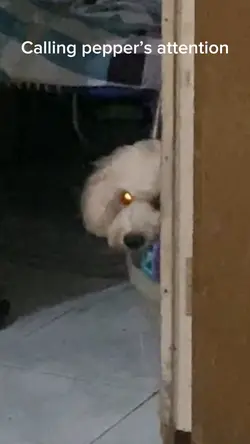 Pepper 