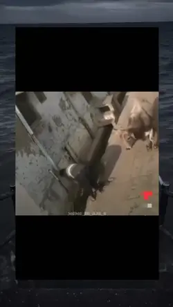 funny videos