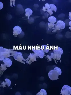 19video + 81ảnh