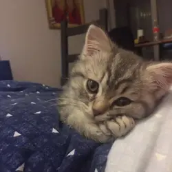 cutie patootie 