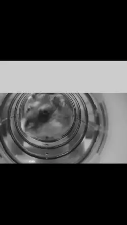 HAMSTER FART