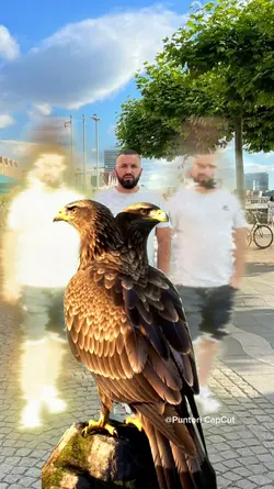 Eagle Albanian 