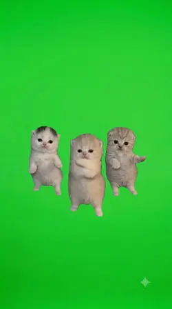 cute kitten trend 