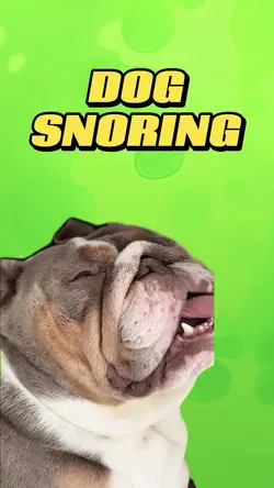 Dog Snoring 