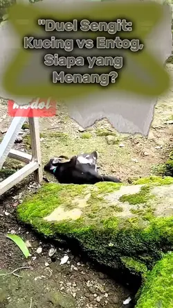 kucing dan tikus
