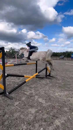 horse slomo 🐎