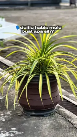DUWITLU HABIS MULU