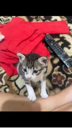 anak kucing