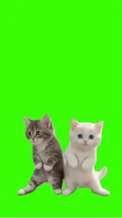 Cat/Gato