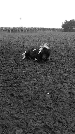 Baxter the Shetland 