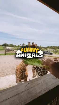 funny animals