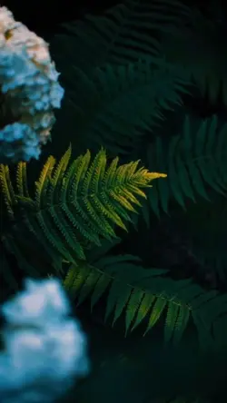cinematic video