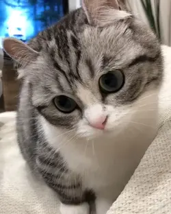 sound kucing viral