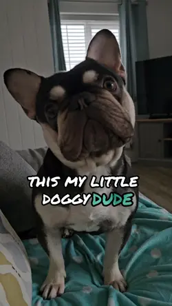 Little Doggy Dude 