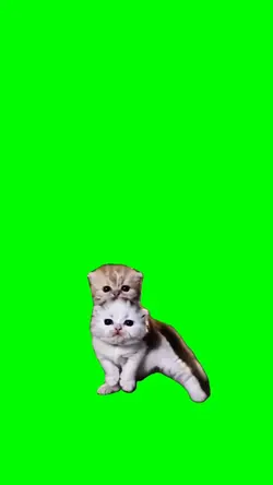 Kittens dance