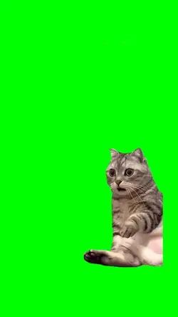 gatto scioccato