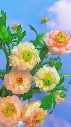 aesthetic 7 videos 